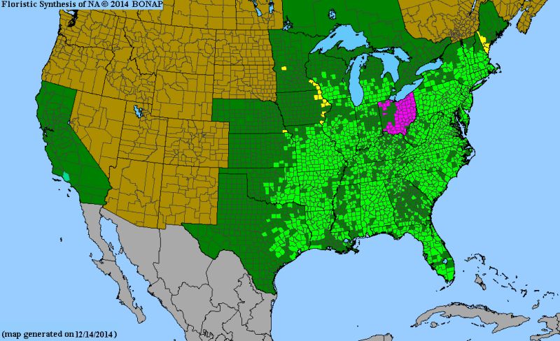 Vitis Aestivalis Wikipedia - Download Perfect Vintage Design | 8K
